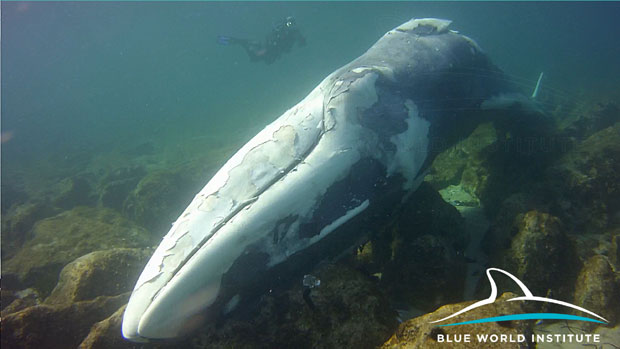 Код Лошиња пронађена мртва женка великог кита 